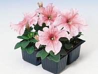 Петуния крупноцветковая (Tango F1)