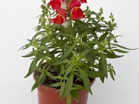 Львиный зев (Антирринум) большой (Crackle & Pop F1)