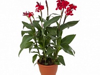 Канна садовая (Cannova F1)