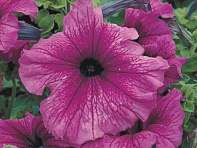 Петуния крупноцветковая (Tritunia F1)