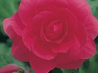 Бегония клубневая махровая