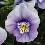 Виола рогатая (Viola cornuta)