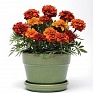 Бархатцы отклоненные (Tagetes patula)