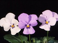 Виола рогатая (Lolita F1) Виола рогатая (Lolita F1)