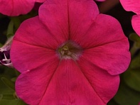 Петуния многоцветковая (Mirage F1)