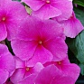 Катарантус розовый (Vinca rosea)