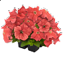 Петуния крупноцветковая (генетически компактная) (Petunia grandiflora)