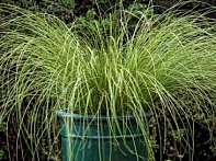 Осока власовидная