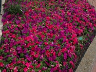 Петуния крупноцветковая (генетически компактная) (Limbo GP F1)