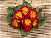 Примула бесстебельная (Grandissima F1)