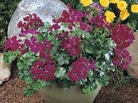 Пеларгония плющелистная