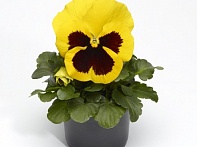 Виола Виттрока