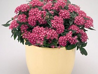 Пентас ланцетовидный (Graffiti F1)