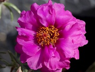 Портулак крупноцветковый (Sun Daze F1)