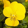 Виола рогатая (Viola cornuta)