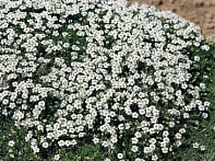 Мшанка шиловидная