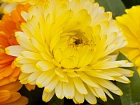 Календула лекарственная (Costa)