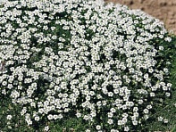 Мшанка шиловидная (Puzta)