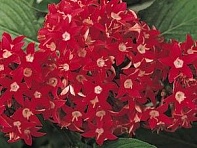 Пентас ланцетовидный (Butterfly F1)