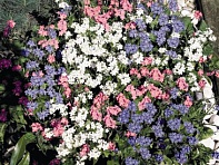 Незабудка лесная (Sylva)