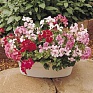 Пеларгония плющелистная (Pelargonium peltatum)