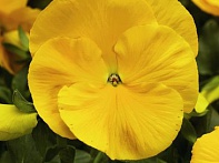 Виола Виттрока