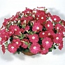 Петуния ампельная гибридная (Petunia x hybrida)