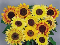 Подсолнечник летний (Musicbox) Подсолнечник летний (Musicbox)