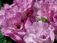 Примула бесстебельная (PRIMLET)