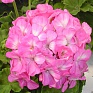 Герань (пеларгония садовая) (Pelargonium x hortorum)