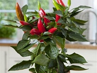 Перец летний (Hot Burrito)