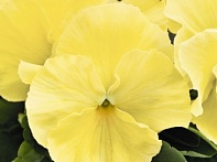 Виола виттрока