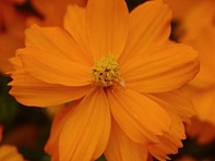 Космея сернисто-желтая (Mandarin)