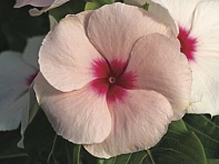 Катарантус розовый ампельный (Cora Cascade XDR F1)