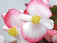 Бегония вечноцветущая (зеленая листва) (Variace F1)