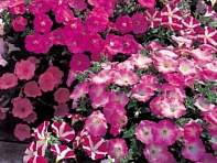 Петуния многоцветковая (Symphony F1)