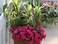 Кукуруза (Field of Dreams)