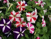 Петуния многоцветковая (Lambada F1)