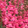 Львиный зев (Антирринум) большой (Antirrhinum majus)
