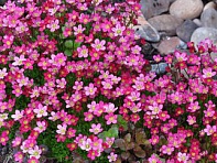 Камнеломка Арендса (Purple Robe)