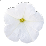 Петуния многоцветковая (генетически компактная) (Petunia multiflora)