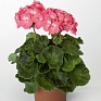 Герань (пеларгония садовая) (Pelargonium x hortorum)