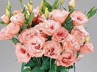 Лизиантус (Эустома) крупноцветковый (Super Magic F1)