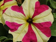 Петуния крупноцветковая (Sophistica F1)