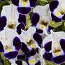 Торения Фурнье (Torenia fournieri)