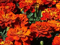 Бархатцы отклоненные (Alumia)