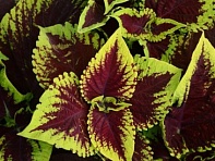 Колеус гибридный (Kong)