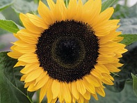 Подсолнечник летний (Valentine) Подсолнечник летний (Valentine)