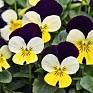 Виола рогатая (Viola cornuta)