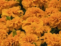 Бархатцы отклоненные (Little Hero)